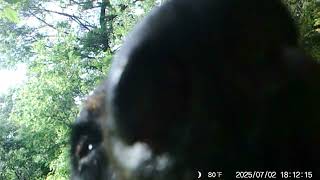 Curious Bear