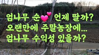엄나무 순