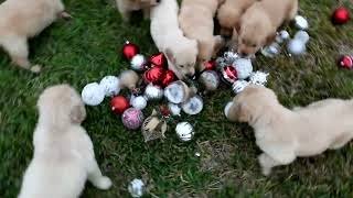 Video preview image #1 Golden Retriever Puppy For Sale in RICHMOND, TX, USA