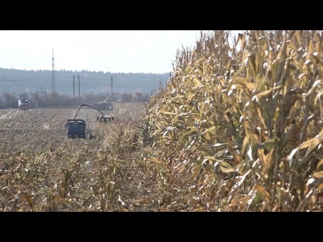 Уборка урожая в Приангарье завершается