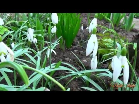 becixmat - Relax 2632 - Jarné kvety - 2K (Flute)