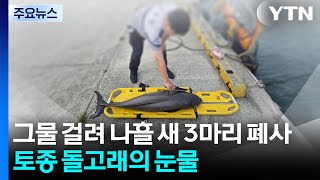 그물 걸려 나흘 새 3마리 폐사...토종 돌고래 상괭이의 눈물 / YTN