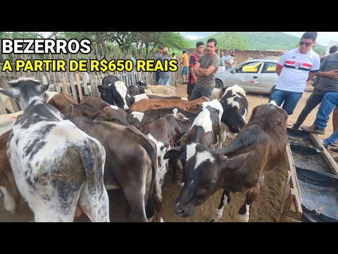 GADO ESTACAS RAÇÃO ARREIOS E MUITO MAIS NA FEIRA DA VILA JERIMUM T.N-PE 01/03/2026 