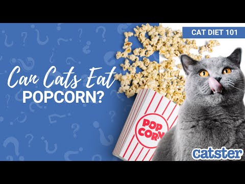 CAN CATS EAT POPCORN? Is popcorn safe for cats?