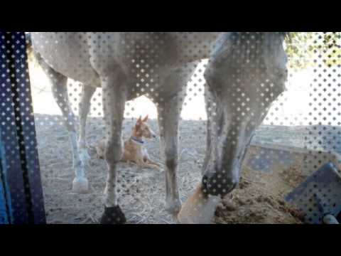 Podenco Mädchen Samiya sucht ein Zuhause (ausreisefertig)