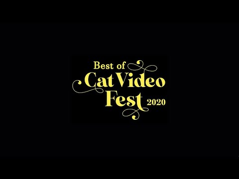 CatVideoFest 2020 (2020) Trailer