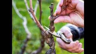 آموزش هرس درخت انگور