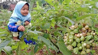 Download lagu Asyik Ngabuburit, Azzah Malah Panen Buah Ciplukan Dadakan - Rahman Azzah mp3 Download lagu Asyik Ngabuburit, Azzah Malah Panen Buah Ciplukan Dadakan - Rahman Azzah mp3