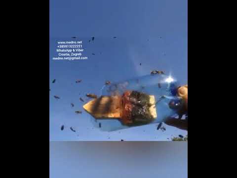 Svärmbete patenterad, original, unik* garantera effektivitet eller återbetala pengar