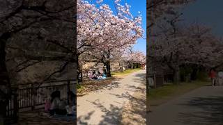 [問題] 大阪城賞櫻問題請教