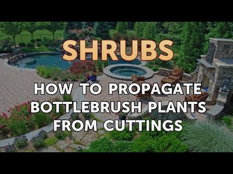 How to Prune a Bottlebrush Shrub