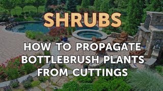 How to Propagate Bottlebrush Plants From Cuttings