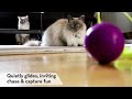 Видео о товаре Kong Purrsuit, игрушка-дразнилка для кошек / KONG (США)