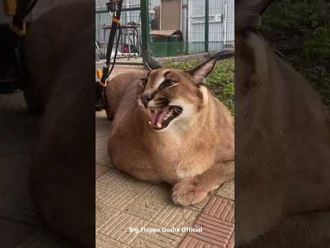 Gosha Kerr : Big Floppa #caracal