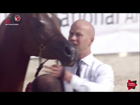 N 246 AL ARYAM SHADIYA   UAE Nationals 2019