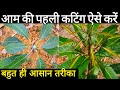 How to prune Mango plant | Aam ki cutting  kab karen |Mango tree pruning |