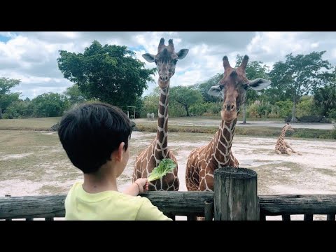 Giraffe Feeding at Miami Zoo in 8K VR180
