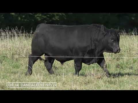 Lot 14 DANDALEITH 197 24