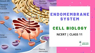 Endomembrane System | Cell Biology | One Stop Biology | NCERT | Class 11 | Chapter 8