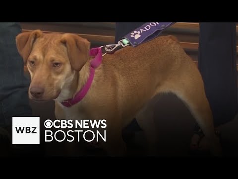 A Massachusetts organization finds dogs new homes without using a shelter - YouTube