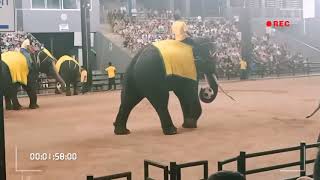 [問卦] 震驚！印度象兵營訓練首度曝光！