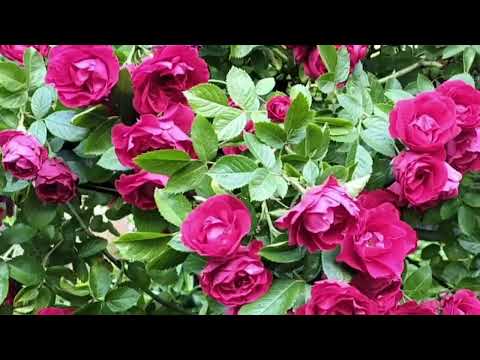 🌹गुलाफको सुगन्धमा हराएको दिन के भयो ?😭🌸| Flower Garden | Netherlands Daily Life Vlog🌈| Europe Vibes✨