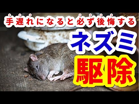 白酢を使って野ネズミを駆除する方法は？重要なヒントとコツ  庭園