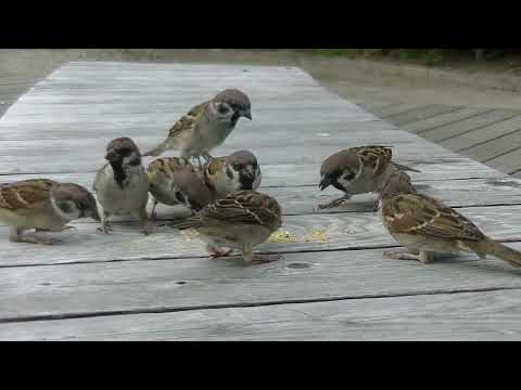 ベンチの上の餌を貰いに来る雀達  20221004pm 11（天満宮）