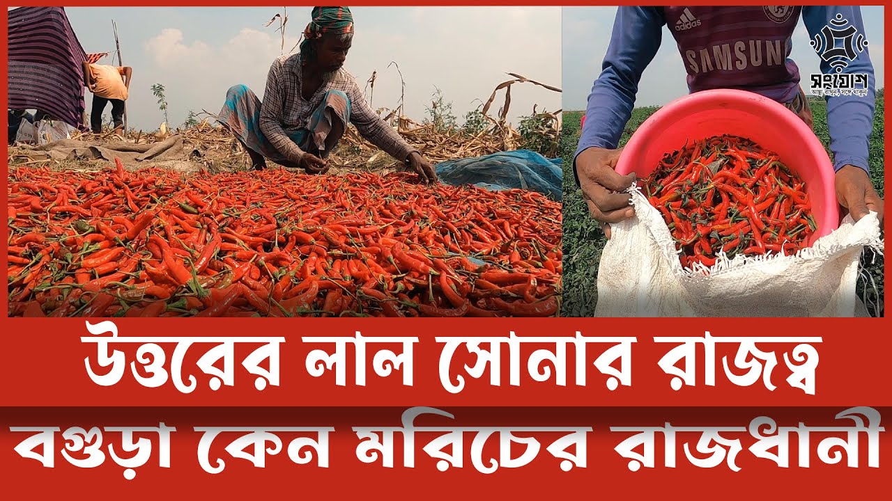 উত্তরের লাল সোনা এই মরিচে ঝাঁজ, টাকায় বাজ