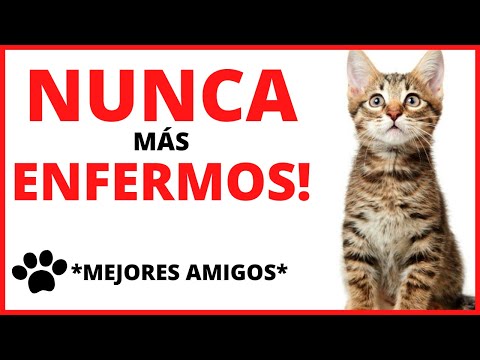 MÚSICA para SANAR a Mi GATO ❤️| MÚSICA CLÁSICA para GATOS ENFERMOS ( 2020 )|* Motivar GATOS * (#2)
