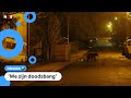 Berenplaag in Roemenië: politie moet steeds vaker uitrukken
