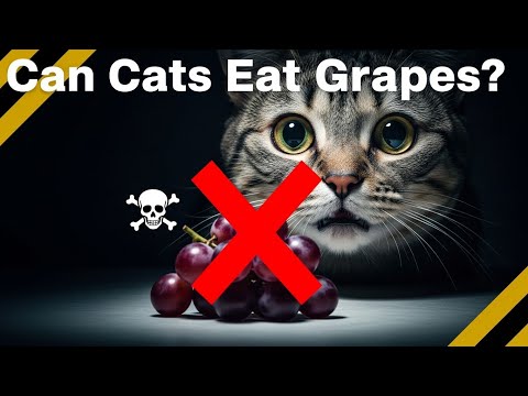 Can Cats Eat Grapes? Are Grapes Toxic to Cats?