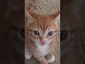 Tiny Orange Kitten Very Loud Meow
