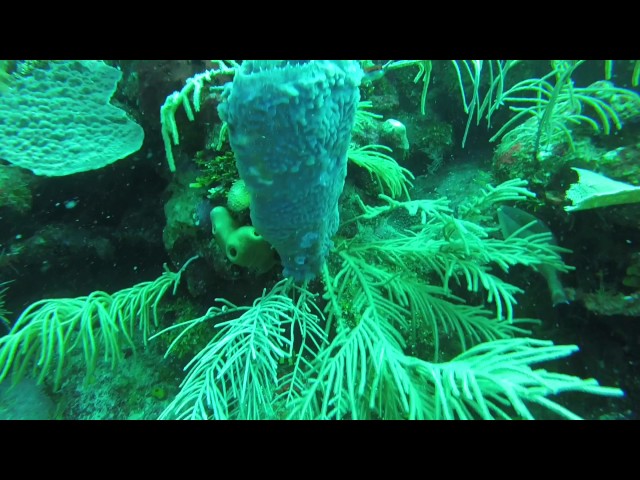 Island Reef Divers - Guanaja, Honduras