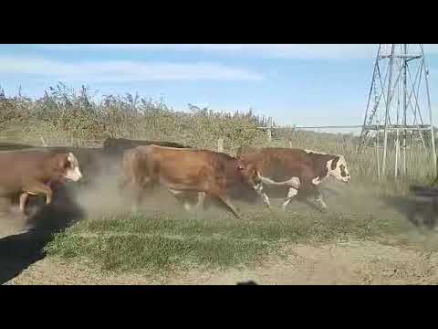 Novillitos en La Camila, Santa Fe.