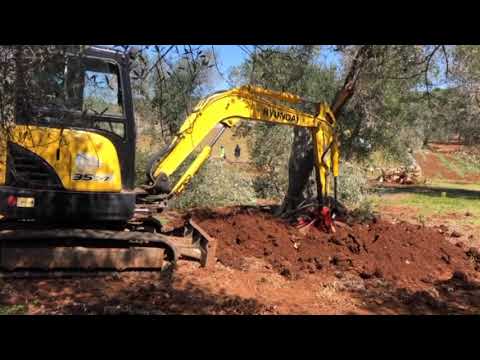 XYLELLA, PIANA DEGLI ULIVI MONUMENTALI SOTTO ASSEDIO