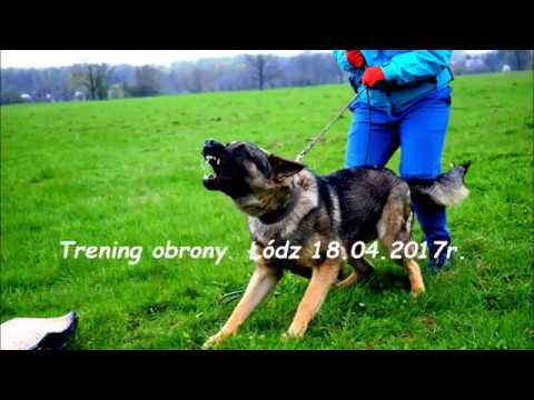 Wezyr i Malutek  trening obrony pozorant: Michał Wiśniewski