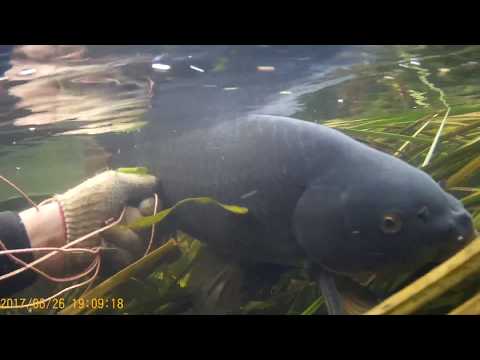 подводная охота поисках сазана на течении