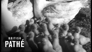 Harbinger Of Spring (1947)