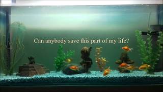 Gales - The Man & the Sea (Official Lyrics Video)