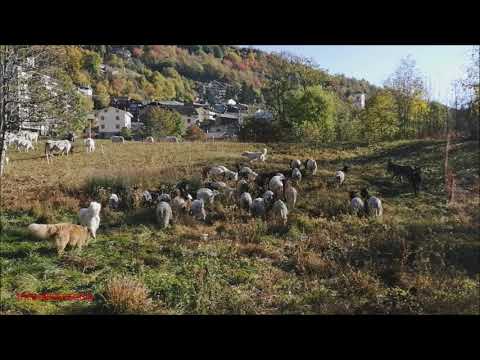 ASINELLI E CAPRE VALLESANE ALLA FIERA DI SON MARTIN A CASTELDELFINO. (CN) DOM. 17 - 10 - 2021.