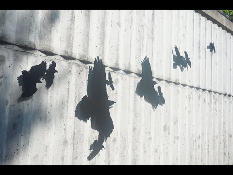 Hyper Dreaming  ||  Cambridge