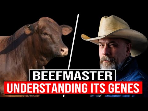 🔴 Exploring The BEEFMASTER Bovine Breed Understanding Its Genes, Colors, And Unique Adaptability ✅