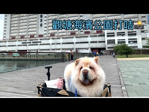 犬之日常｜鬆獅犬漫遊觀塘海濱公園｜在九龍貨倉打咭｜再去寵物友善餐廳睇住個2個狗奴用餐｜仲有狗零食收😊