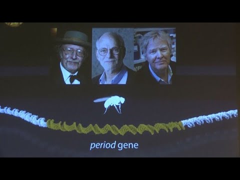 US body clock geneticists take 2017 Nobel Medicine Prize