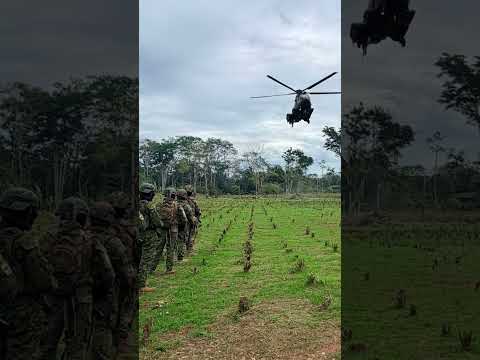 ¿Ecuador ya no es solo país de tránsito? Destruyen 40 MIL plantas de hojas de caspa en Sucumbíos