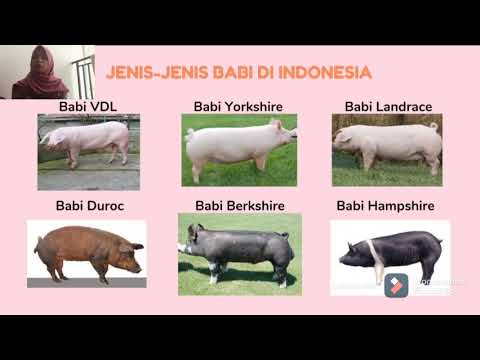 , title : 'Jenis dan Tipe Babi'