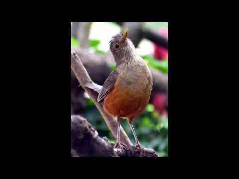 Programa: Caminho da Roça - 04/03/26 - Parte 1 - Apresentação: Paulinho