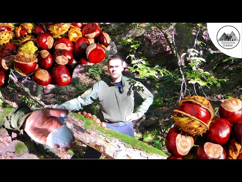 Kastanienseife /Bushcraft Seife / DIY