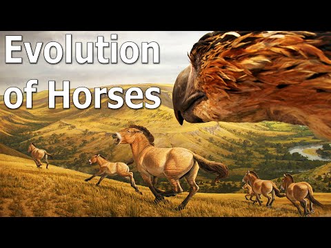 The Truth of Horse Evolution - Part 1